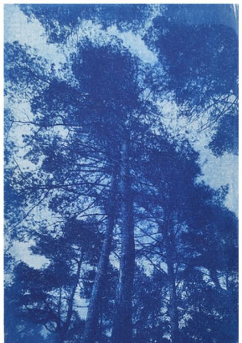 Atelier d'initiation au Cyanotype avec Laétitia Harder "à l'ombre des mots"