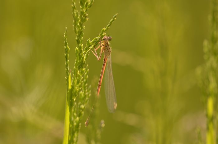 REPORTEE/Balade naturaliste : les danseuses du marais