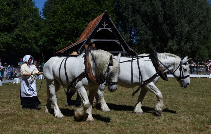 La fête du cheval
