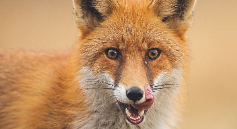 Vive le renard !