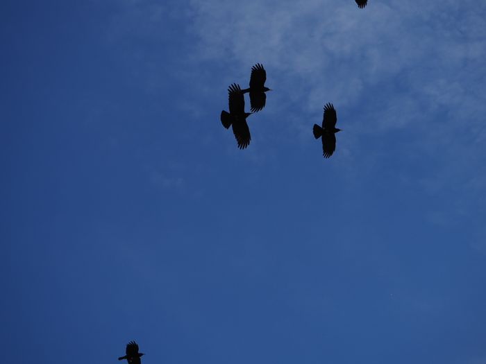 Journée européenne des oiseaux migrateurs