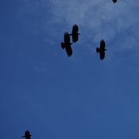 Journée européenne des oiseaux migrateurs