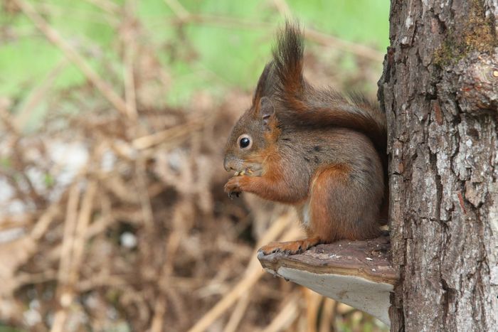 Découvrir et inviter la nature chez soi