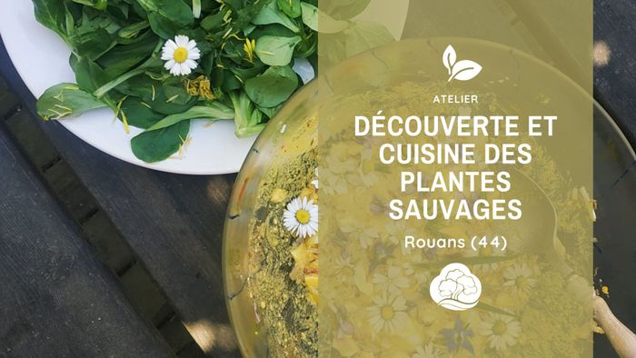 Découverte et cuisine des plantes sauvages (44)
