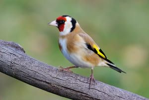 Rallye : découvrir la biodiversité de mon quartier