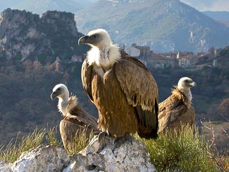 A la découverte des vautours du Parc Naturel Régional du Verdon