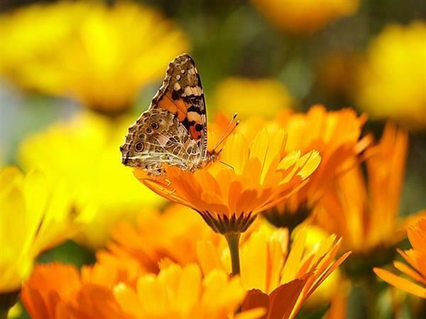 Fête des plantes sauvages
