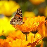 Fête des plantes sauvages