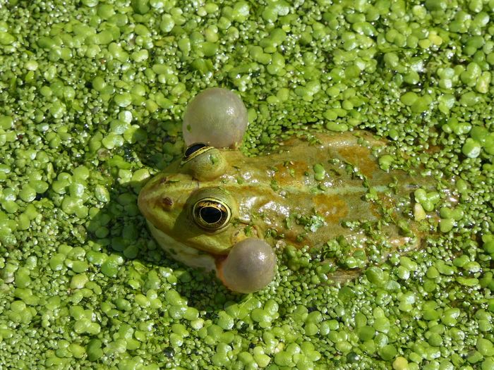 La biodiversité
en ville expliquée
