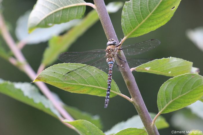 Fête de la Nature : Biodiversité en fête