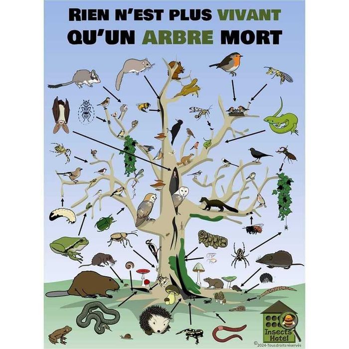 Balade Arbres morts, forêt vivante (Passeurs d'Arbres)