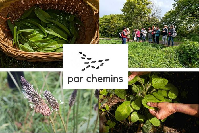 Balade découverte des plantes sauvages comestibles