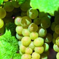 Fête des vendanges à l'ancienne