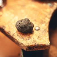 Truffe et patrimoine