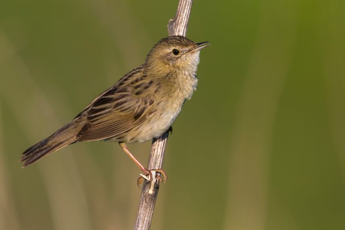 Venez compter les oiseaux du jardin