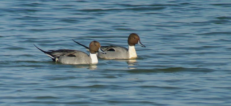 Sortie découverte des oiseaux migrateurs à Belval-en-Argonne (Marne)
