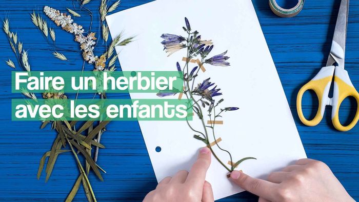 Création d'un herbier en famille