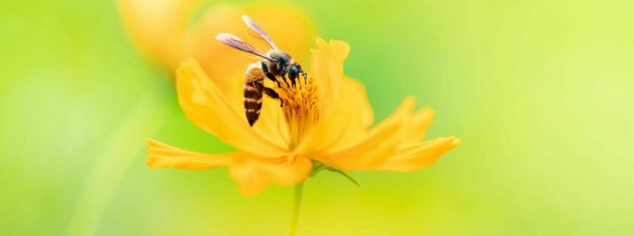 RDV de la transition : les abeilles lucéennes