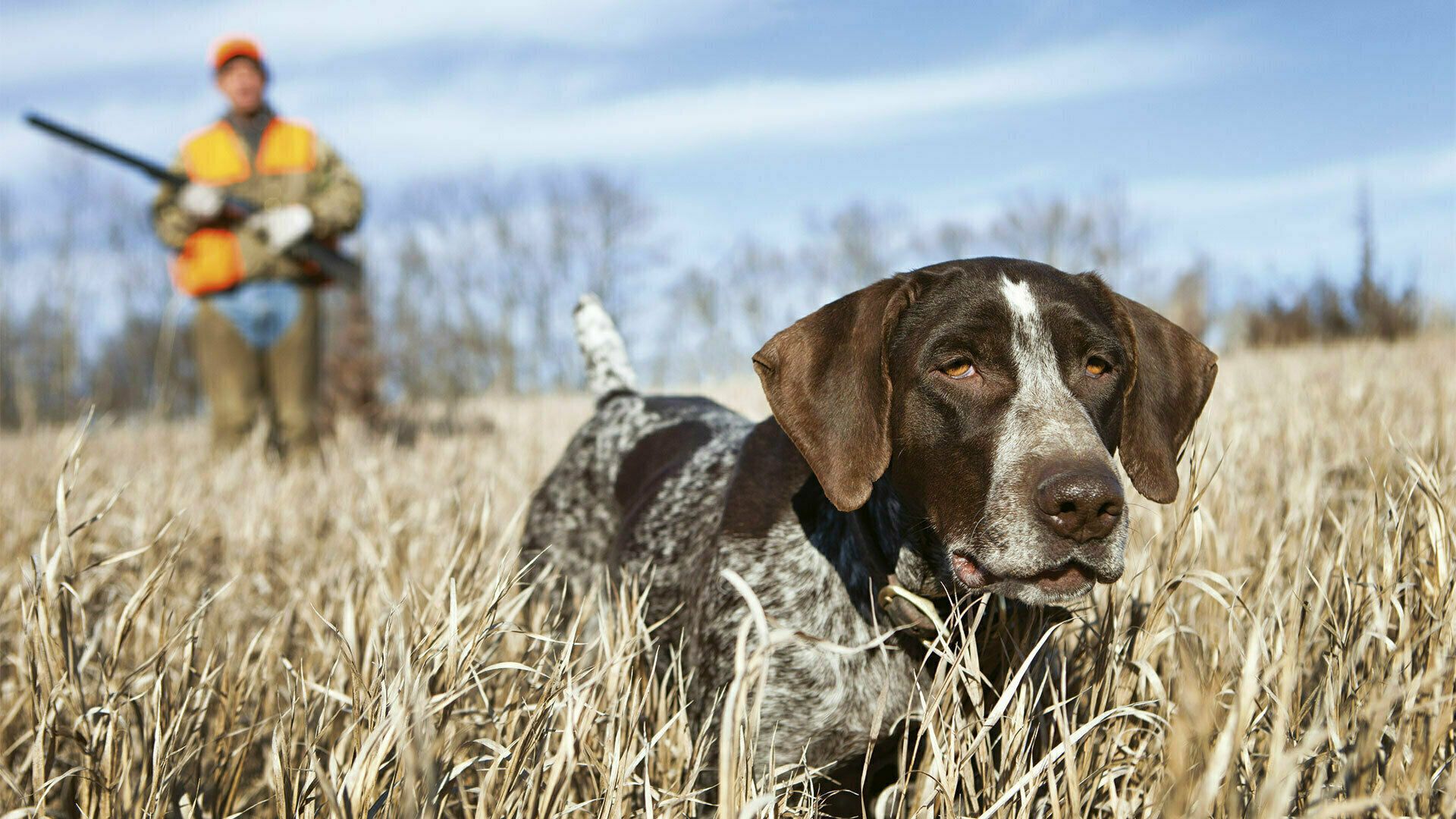 Chasse de la St-Hubert