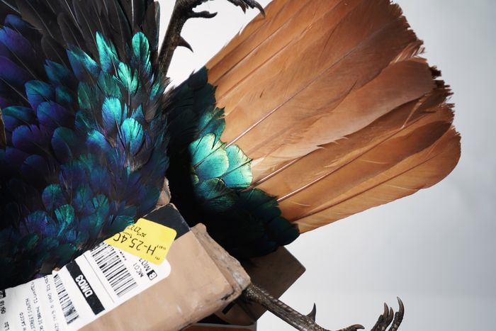 Découvrez « Haute Voltige », une exposition sur les œuvres en plumes de Maxime Leroy
