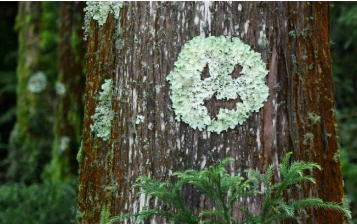 Atelier « Le visage de mon arbre »