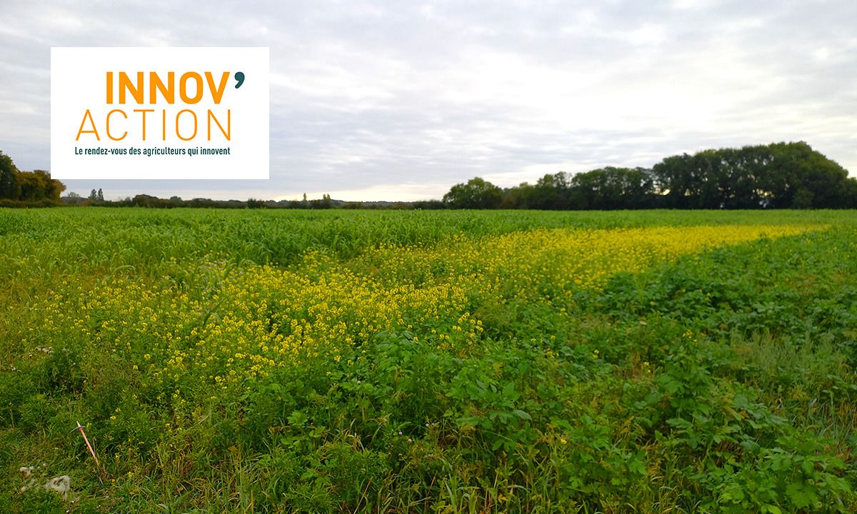 INNOV'ACTION - Avoir un sol couvert toute l’année, même en été ! (49)