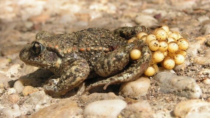A la découverte du crapaud accoucheur