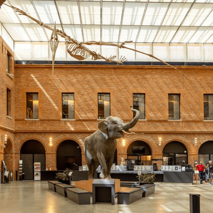 Journées Européennes du Patrimoine au Muséum de Toulouse