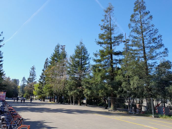 Découvrez les arbres du parc des chantiers