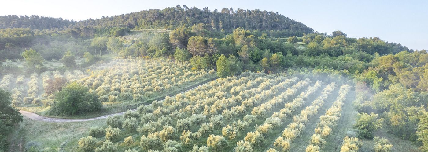 Visite et découverte de l'oléiculture au Moulin Bastide du Laval
