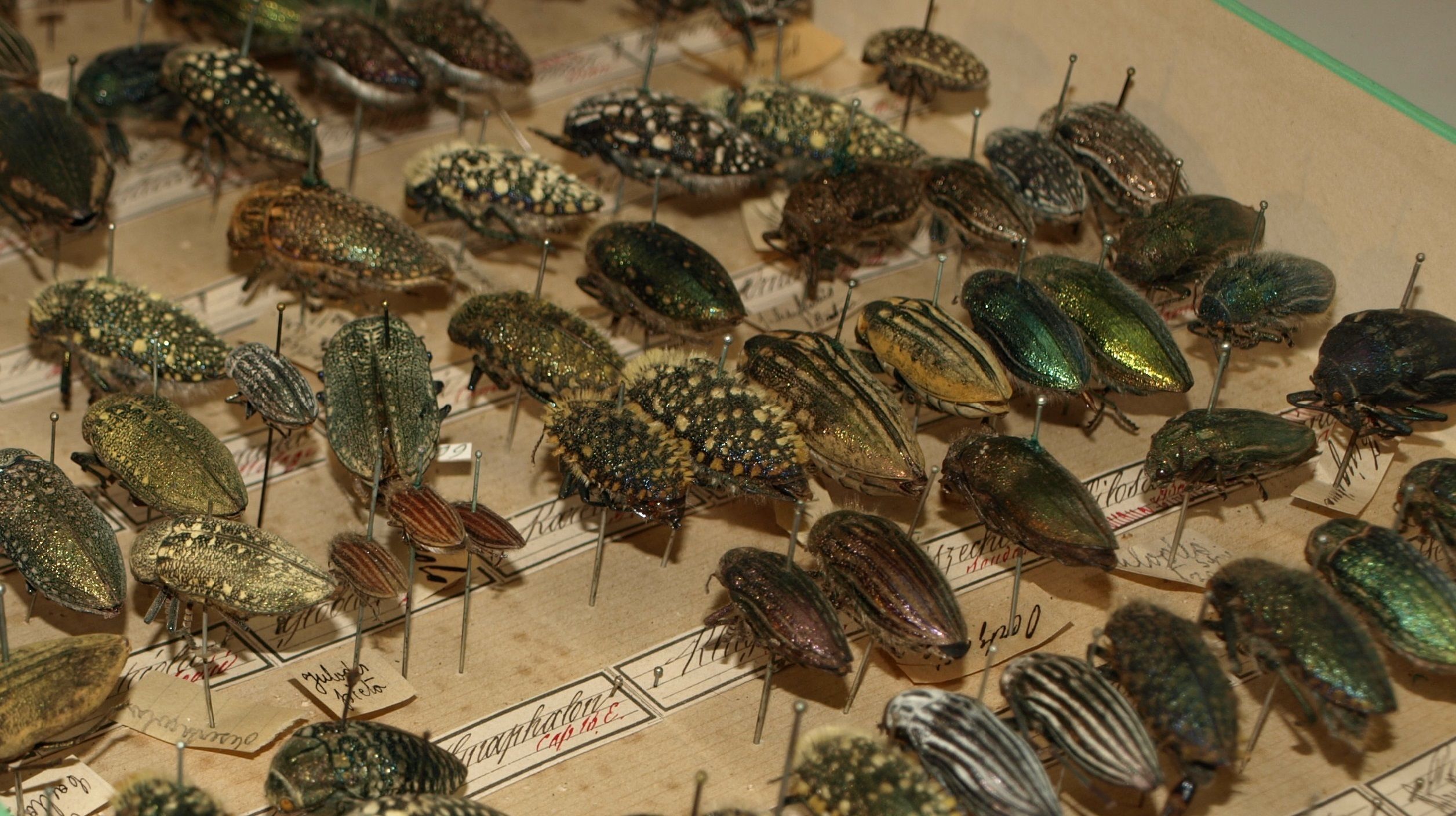 Visite commentée des collections naturalistes