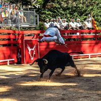 Festibanyes - Jeux taurins "Bous à la Plaça"