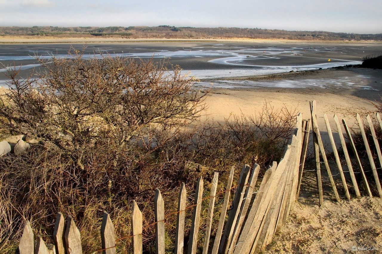 Les oiseaux de la Baie de Canche