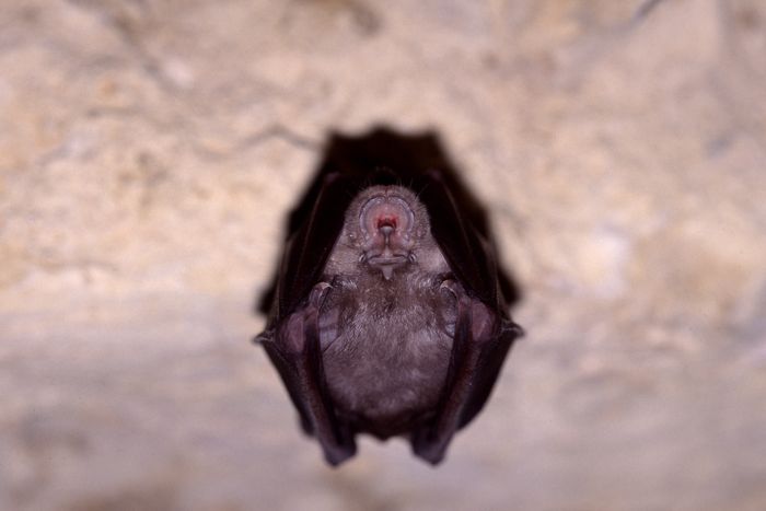 Observez les chauves-souris autour de l'étang du Crey