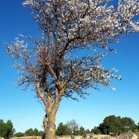 Atelier Les arbres et la terre