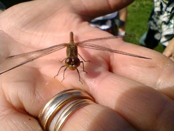 Cherchons les insectes volants