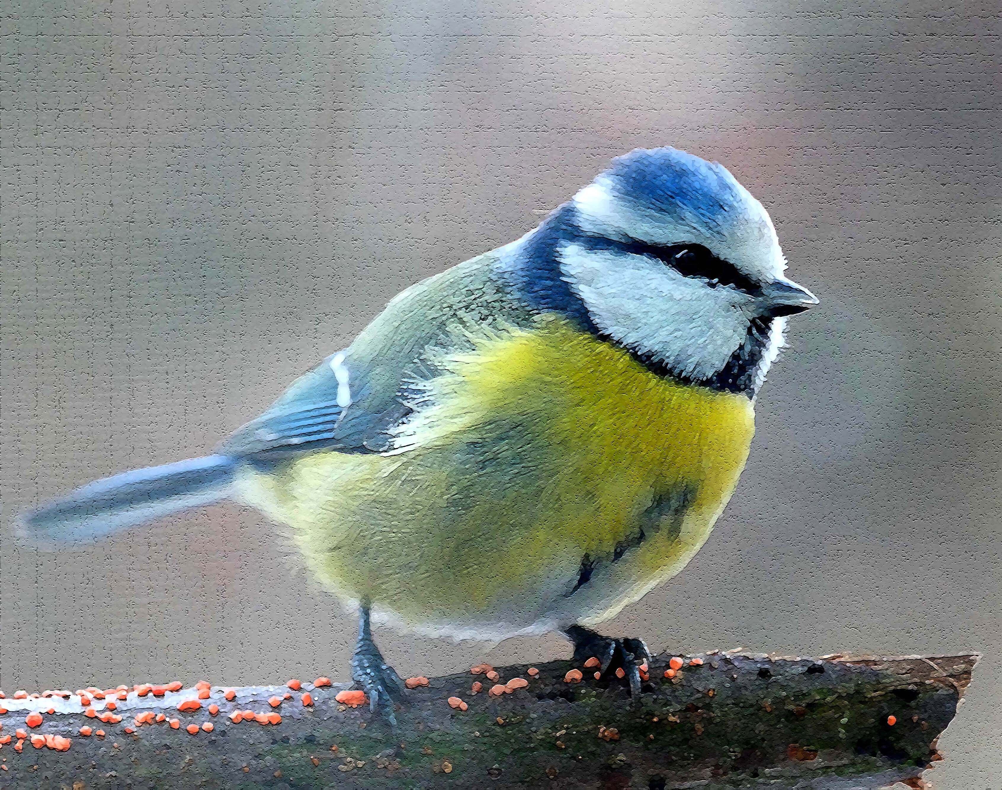 "les Oiseaux de notre commune"Exposition "Un air d'autrefois"