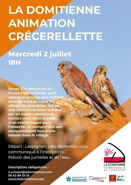 A la rencontre du faucon crécerellette
