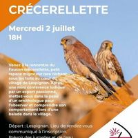 A la rencontre du faucon crécerellette