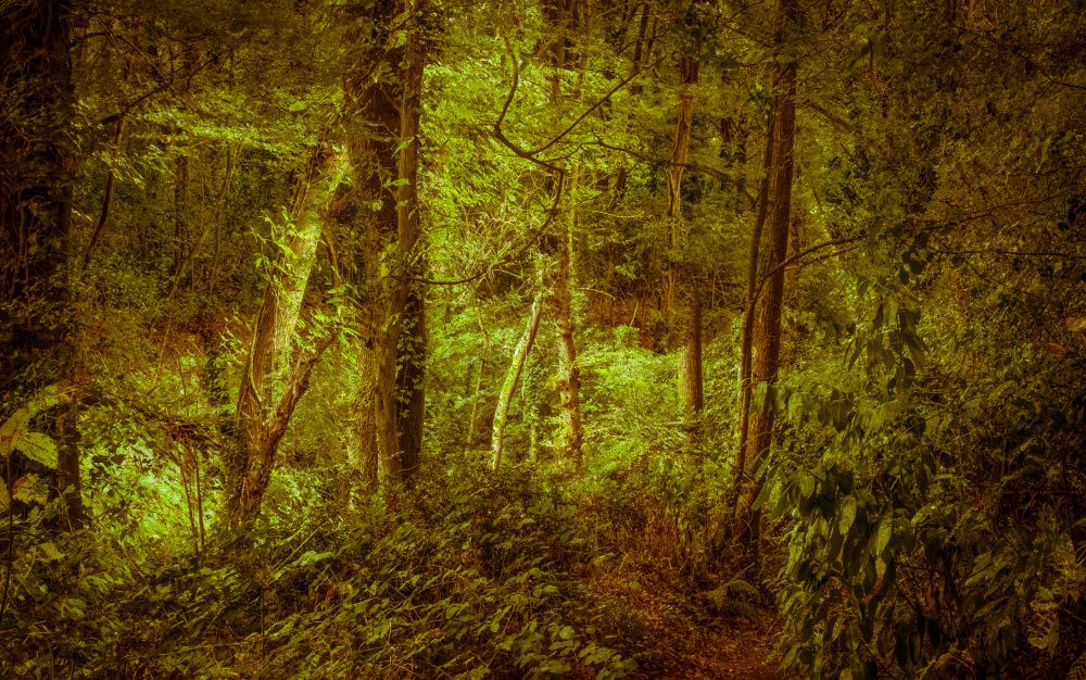 Exposition de Jean-François Mollière & Patrick Miara, Collecte Subjective - Galerie Gaïa
