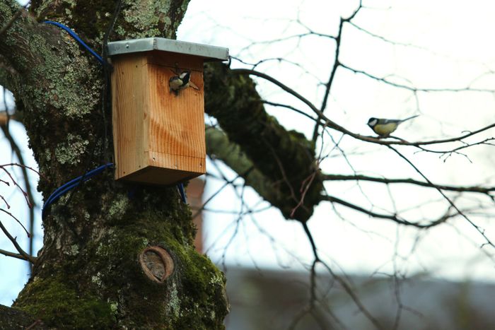 Apprendre à identifier les oiseaux locaux