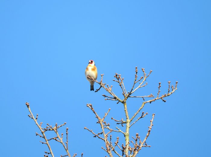 Initiation aux chants d'oiseaux