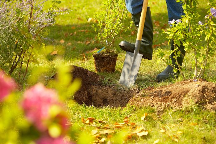 Plantation participative de haies bocagères