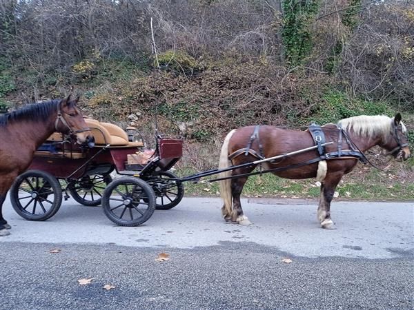 Journée immersive au cœur des chevaux
