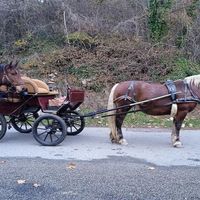 Journée immersive au cœur des chevaux