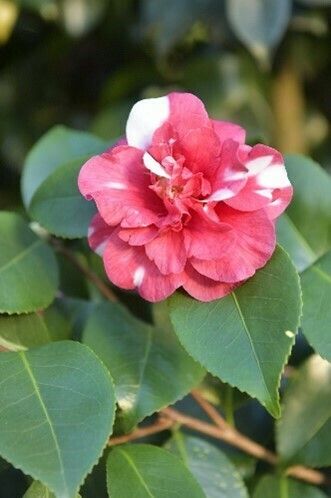 Rendez-vous au Jardin des Plantes pour participer au jeu de piste « Camélias : À la quête des couleurs ! »
