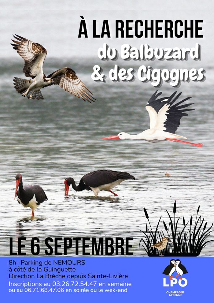 Sortie-observation du Balbuzard pêcheurs et des Cigognes (noirs ou blanches) sur le "Vieux Der".