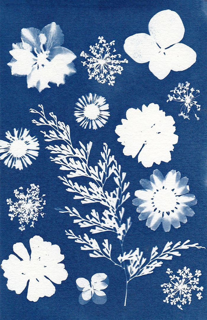 Initiation au cyanotype