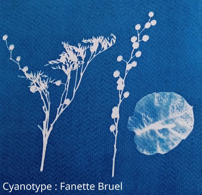 Atelier cyanotype