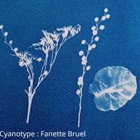 Atelier cyanotype